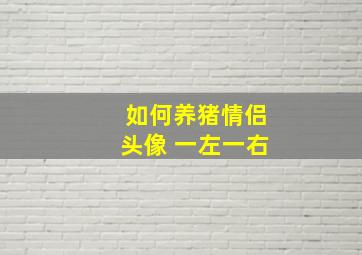 如何养猪情侣头像 一左一右